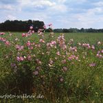 Moschus-Malve (Malva moschata)Foto W. Willner 156