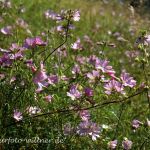 Moschus-Malve (Malva moschata)Foto W. Willner 159
