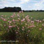 Moschus-Malve (Malva moschata)Foto W. Willner 163