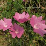 Moschus-Malve (Malva moschata)Foto W. Willner 9270301