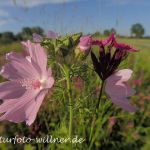 Moschusmalve und Kartäusernelke Isardamm bei Moosburg Magerrasenansaat Foto W. Willner 6120201