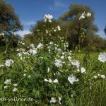 Moschusmalve weiß (Malva moschata) Naturfoto Willner _0234