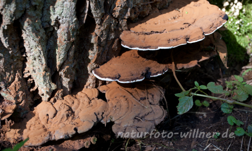 Müritz Nationalpark Foto Wolfgang Willner Naturfoto-89
