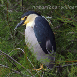 Nachtreiher 22 Foto W. Willner