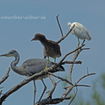 Nachtreiher 24 Foto W. Willner