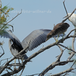 Nachtreiher 27 Foto W. Willner