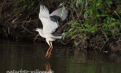 Nachtreiher 29 Foto W. Willner