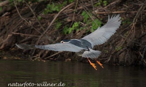 Nachtreiher (Nycticorax nycticorax) Naturfoto WillnerDSC_1307