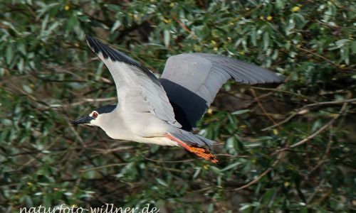 Nachtreiher (Nycticorax nycticorax) Naturfoto WillnerDSC_1311