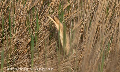 Naturfoto WillnerDSC_0800