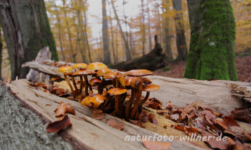 Naturwaldreservat Ludwigshain bei Kehlheim 98 Foto W. Willner