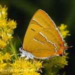 Nierenfleck/Birkenzipfelfalter (Thecla betulae)