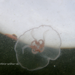 Ohrenqualle Aurelia aurita Foto W. Willner-81