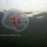 Ohrenqualle Aurelia aurita Foto W. Willner-82