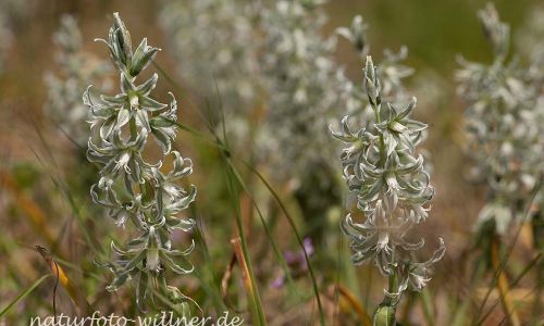 Ornithogalum boucheanum Grüner Milchstern Naturfoto Willner IMG_8612