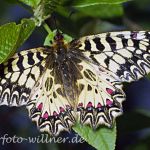 Osterluzeifalter (Zerynthia polyxena) 12 Foto W. Willner
