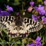 Osterluzeifalter (Zerynthia polyxena) Foto W. Willner-36