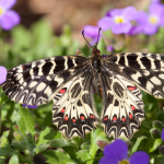 Osterluzeifalter (Zerynthia polyxena) Foto W. Willner-4