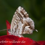 Pelargonien-Bläuling (Cacyreus marshalli) Foto W. Willner-3-2