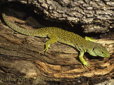 Perleidechse (Lacerta lepida)