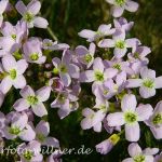 Wiesenschaumkraut (Cardamine pratensis)