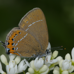 Pflaumenzipfelfalter 10 Foto W. Willner