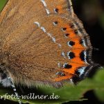 Pflaumenzipfelfalter 21 (Fixsenia pruni) Foto W. Willner