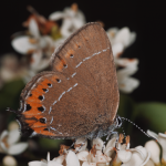 Pflaumenzipfelfalter 3 (Fixsenia pruni) Foto W. Willner