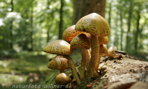 Pilze an Totholz 5 Foto W. Willner