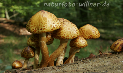 Pilze an Totholz 6 Foto W. Willner