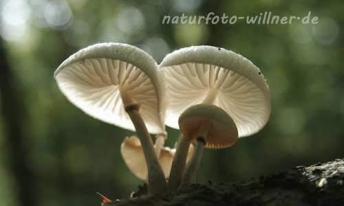 Pilze an Totholz 7 Foto W. Willner