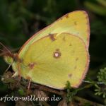 Postillon (Colias crocea) 13 Foto W. Willner