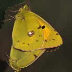 Postillon (Colias crocea) 14 Foto W. Willner