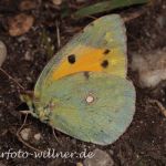 Postillon (Colias crocea) 22 Foto W. Willner