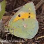 Postillon (Colias crocea) 24 Foto W. Willner