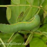 Postillon Raupe (Colias crocea) Foto W. Willner-5
