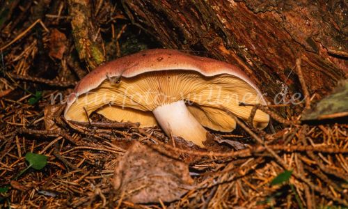 Purpurfilziger Holzritterling Tricholomopsis rutilans Foto W. Willner_7948