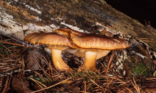 Purpurfilziger Holzritterling Tricholomopsis rutilans Foto W. Willner_7960