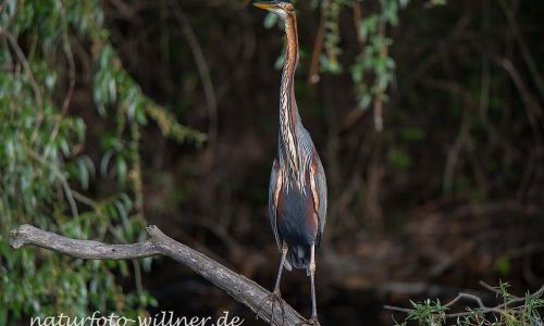 Purpurreiher Prachtkleid Ardea Purpurea Donaudelta Foto W. Willner1691