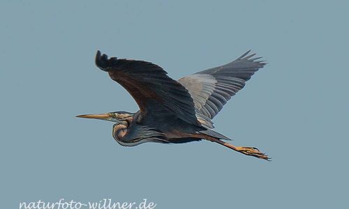 Purpurreiher Prachtkleid Ardea Purpurea Donaudelta Foto W. WillnerDSC_0497