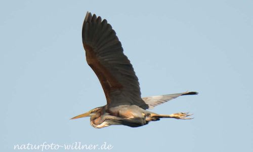 Purpurreiher Prachtkleid Ardea Purpurea Donaudelta Foto W. WillnerDSC_1188