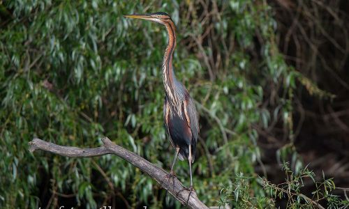 Purpurreiher Prachtkleid Ardea Purpurea Donaudelta Foto W. Willner_1688