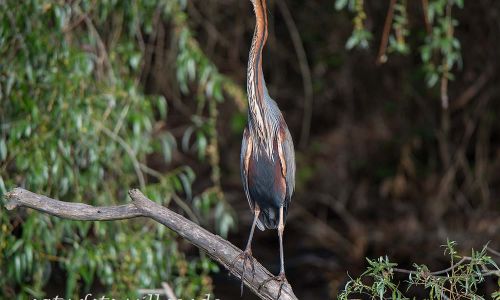 Purpurreiher Prachtkleid Ardea Purpurea Donaudelta Foto W. Willner_1690