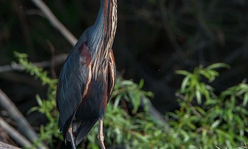 Purpurreiher Prachtkleid Ardea Purpurea Donaudelta Foto W. Willner_1703
