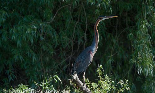 Purpurreiher Prachtkleid Ardea Purpurea Donaudelta Foto W. Willner_1714