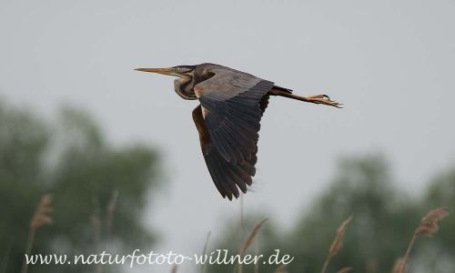 Purpurreiher Prachtkleid Ardea Purpurea Donaudelta Naturfoto WillnerDSC_2228