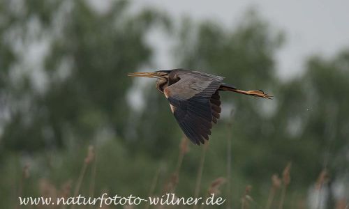 Purpurreiher Prachtkleid Ardea Purpurea Donaudelta Naturfoto WillnerDSC_2231