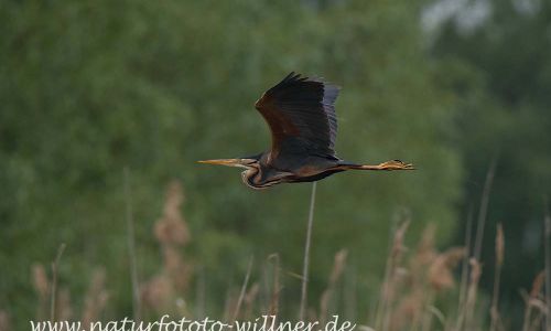Purpurreiher Prachtkleid Ardea Purpurea Donaudelta Naturfoto WillnerDSC_2233
