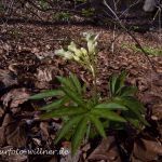 Quirlblättrige Zahnwurz Neunblatt-Zahnwurz, Weiße Zahnwurz (Cardamine enneaphyllos) Foto W. Willner--36