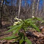 Quirlblättrige Zahnwurz Neunblatt-Zahnwurz, Weiße Zahnwurz (Cardamine enneaphyllos) Foto W. Willner-41